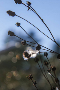 松枝与雪