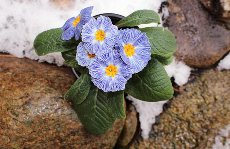 特写视图花报春在雪地里。春天花观赏报春与绿叶。从上面的花卉图案观看。报春是草本开花植物的一个属