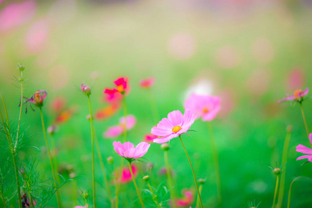 美丽的粉红色花朵上绿草背景