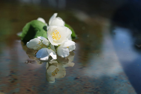 黛西和茉莉花布什在夏天