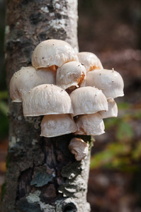 老树干上的蘑菇簇