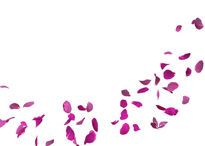 紫色的玫瑰花瓣在飞翔.您的照片或文本的中心可用空间照片