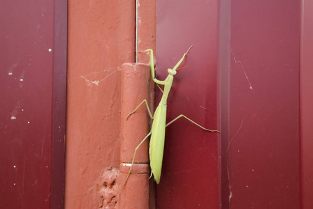 红色的围墙上的螳螂.螳螂交配.螳螂捕食性昆虫资源照片
