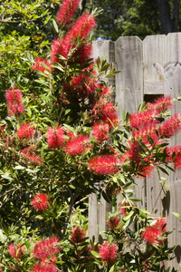 红 Bottlebrush 灌木盛开