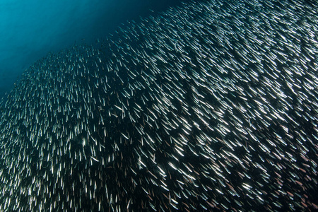 由于海洋生物多样性, 这个热带地区被称为珊瑚三角形的心脏.照片