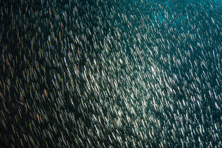 一所巨大的银鱼在 Ampat 的深礁上游泳。由于海洋生物多样性, 这个热带地区被称为珊瑚三角形的心脏。