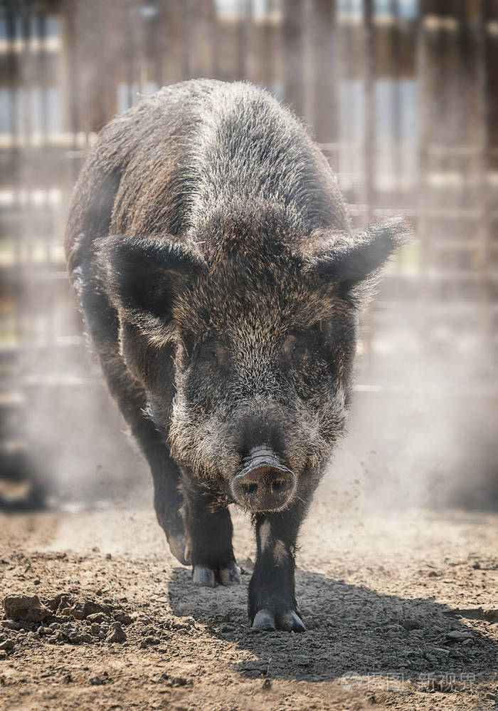 在阳光明媚的白天在沙滩上奔跑的野猪