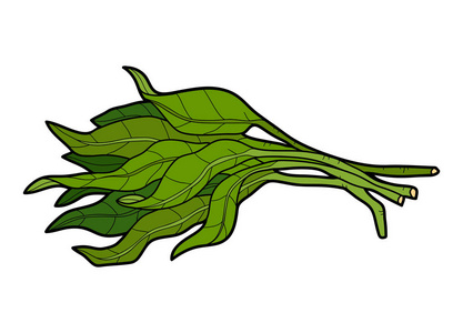 矢量彩色插画, 蔬菜, 水菠菜照片