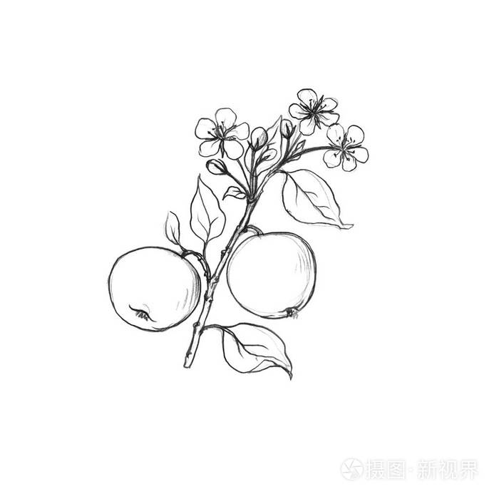 花, 叶和苹果的果树枝