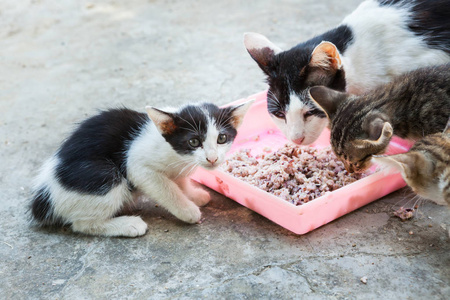 无家可归的猫和小猫上菜吃米饭