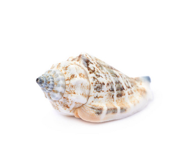 孤立的海贝壳