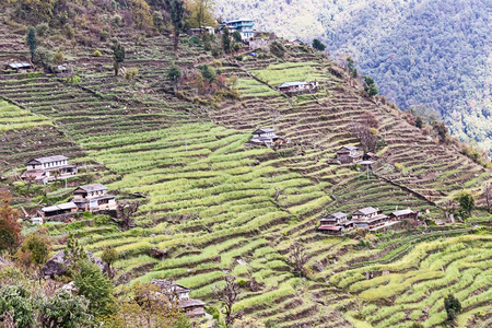 在尼泊尔山坡上梯田的种植园