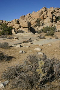 跳跃 Cholla 仙人掌领域在约书亚树国家公园, Califo