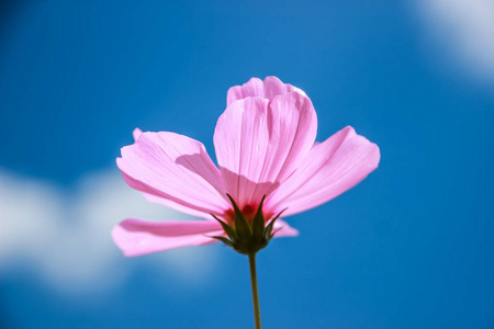 五彩缤纷的宇宙花盛开在田野上