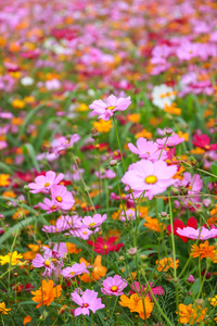 五彩缤纷的宇宙花盛开在田野上