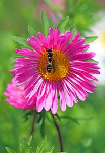 黄蜂对紫菀花图片
