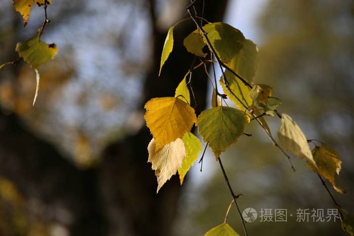 白桦林中的叶子