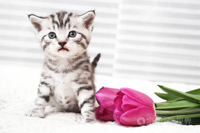 可爱的小猫和鲜花