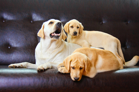 三个拉布拉多小狗坐在黑色的皮沙发上,看着相机照片