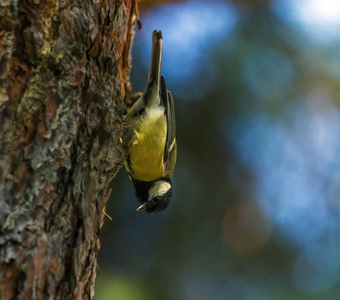 大山雀，parus 主要