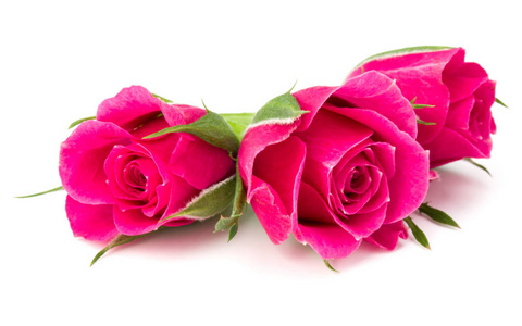 粉红色的玫瑰的头状花序