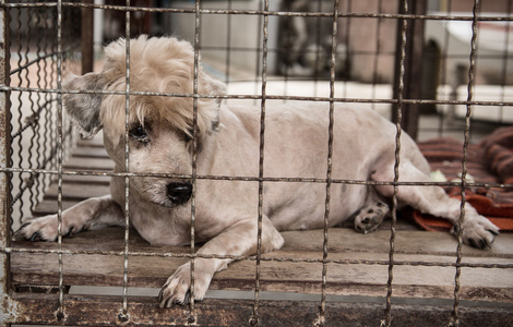 孤独的老狗关在笼子里照片