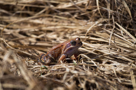 一个美丽的棕色青蛙坐在干燥的草地上, 在早春的阳光明媚的一天。一只青蛙特写。场浅景深