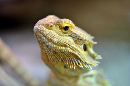 胡子的龙pogona vitticeps