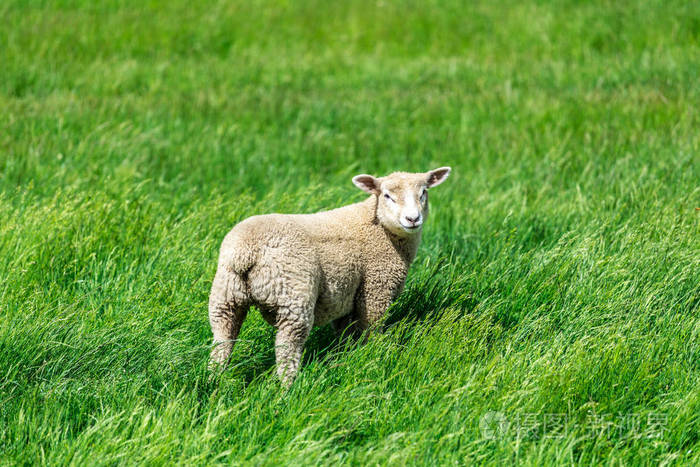 绵羊站在绿色的草地上