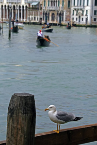 海鸥在威尼斯