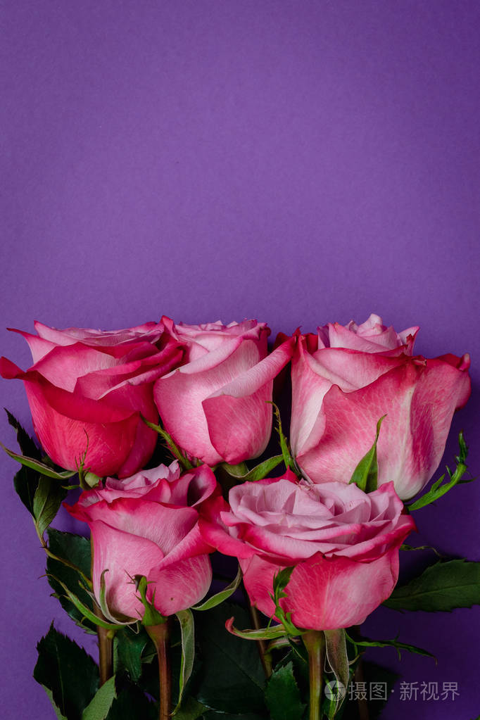 紫罗兰色背景上的玫瑰花