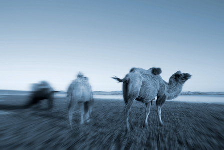 三个骆驼吃草