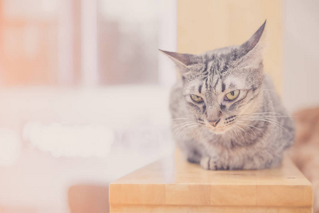 美丽可爱的猫咪躺图片