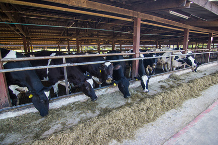 奶牛在农场和牛群吃干草在牛栏奶牛场