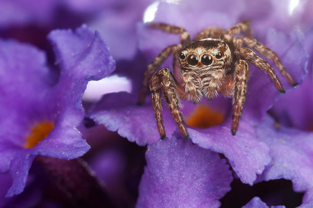 在紫色的花朵上跳跃的蜘蛛