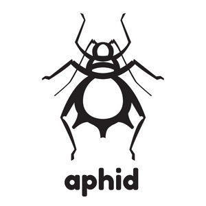 蚜虫虫害图照片