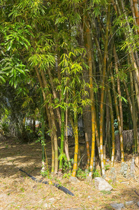 异国丛林中的野生竹子图片