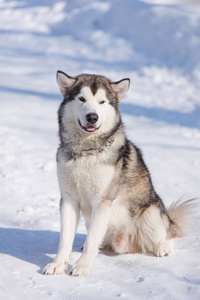 狗阿拉斯加冬天在雪中的公园散步