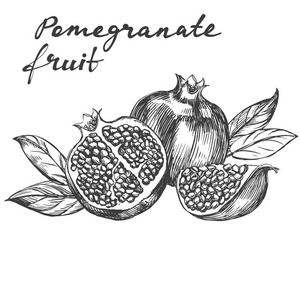 水果写实绘画水果石榴设置手绘制的矢量图写实素描照片