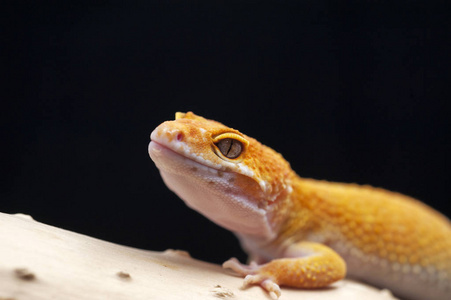 孤立在黑色背景上的壁虎蜥蜴照片