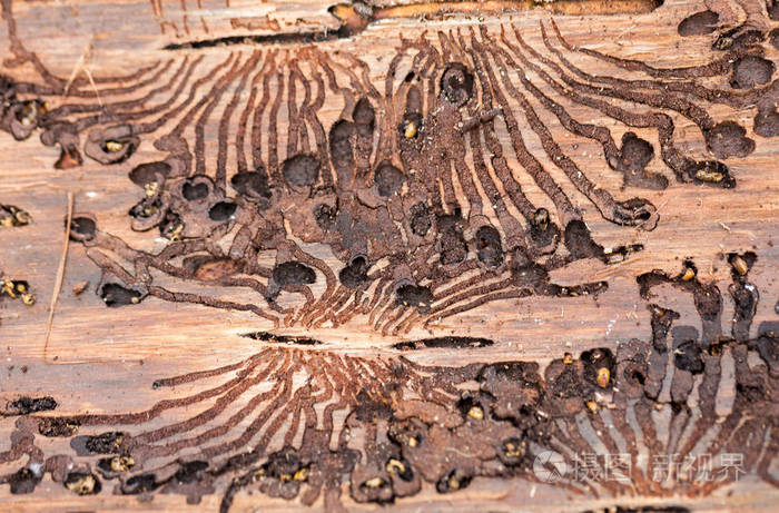 欧洲云杉树皮甲虫。在树皮上的害虫的痕迹
