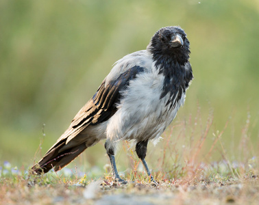 戴兜帽的乌鸦，乌鸦 corone cornix