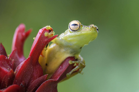 红蹼树蛙Hypsiboas rufitelus, 美丽的绿色青蛙从中美洲森林, 哥斯达黎加