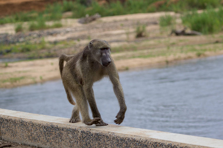 在克鲁格国家公园的一个狒狒南非