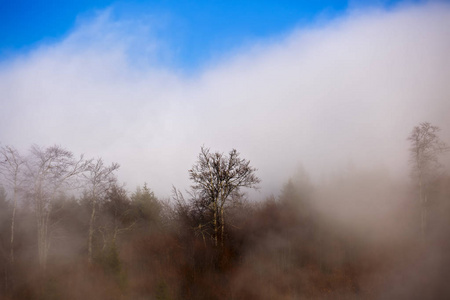 云下的风景和雾在森林中所覆盖的山丘