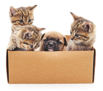 小狗和小猫在一个盒子里