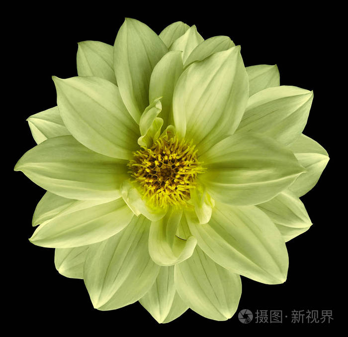 用修剪路径隔离的黑色背景上的浅绿色花朵.特写.