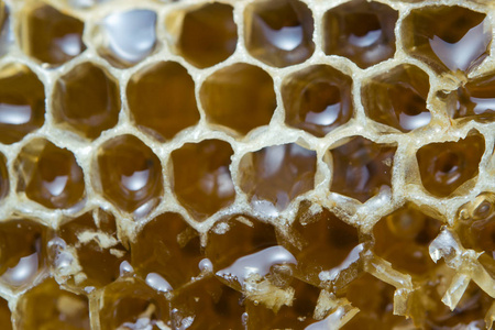 用蜂蜜蜜蜂蜂巢纹理填充
