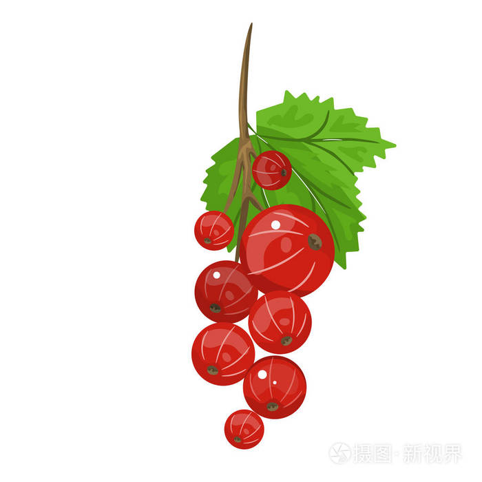 摄图新视界 插画 饮食 红醋栗.白色背景下浆果和绿叶的逼真矢量图解.