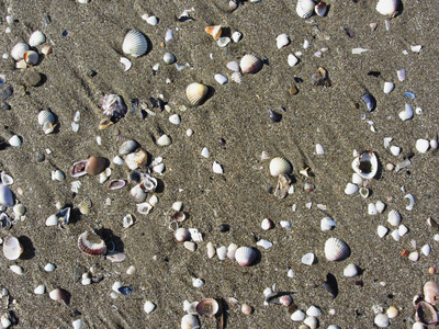 海边沙滩上的贝壳。夏季海滩背景。顶视图